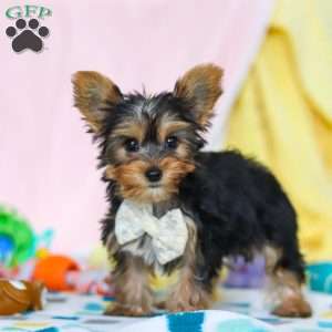 Ollie, Yorkie Puppy